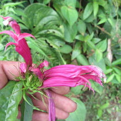 Siphocampylus longibracteolatus