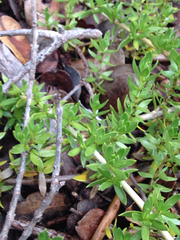 Coprosma ernodeoides