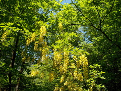 Laburnum