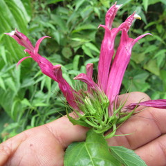 Siphocampylus longibracteolatus