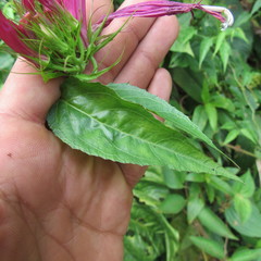 Siphocampylus longibracteolatus