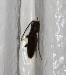 Geropa concolor