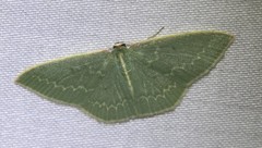 Chlorocoma melocrossa