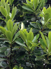 Myrsine lessertiana