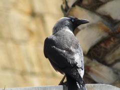 Corvus monedula