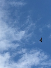 Pandion haliaetus