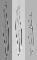 Gyrosigma acuminatum