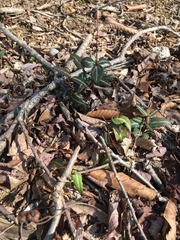 Chimaphila maculata