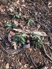 Chimaphila maculata