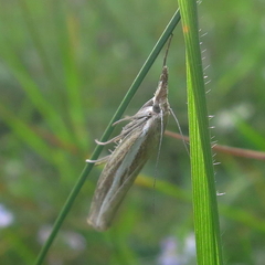 Agriphila latistria