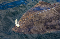 Hippoglossus stenolepis