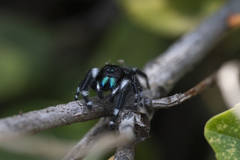Phidippus audax