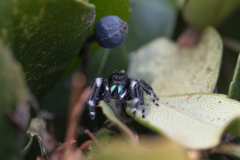 Phidippus audax