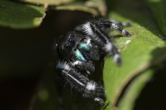 Phidippus audax