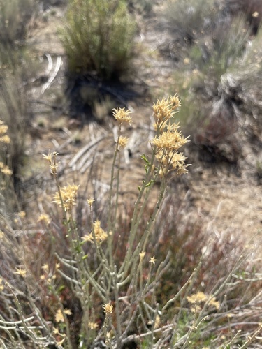 Ericameria nauseosa