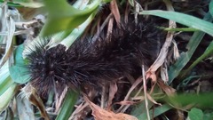 Insecta