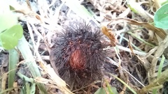 Insecta