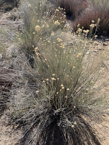 Ericameria nauseosa