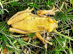 Dendropsophus padreluna