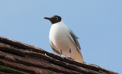 Chroicocephalus ridibundus