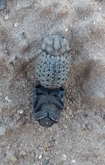 Omorgus pastillarius