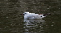 Chroicocephalus ridibundus