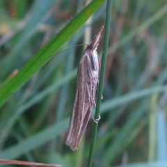 Agriphila latistria