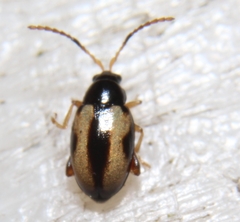 Phyllotreta ochripes