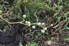 Solanum viarum
