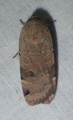 Noctua orbona