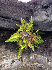 Pityrogramma austroamericana