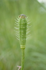 Papaver argemone