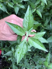 Prostanthera petraea