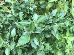 Prostanthera petraea