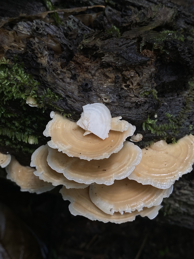Flaviporus liebmannii