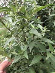 Prostanthera petraea