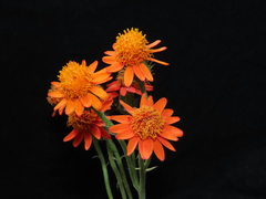 Pseudogynoxys sonchoides