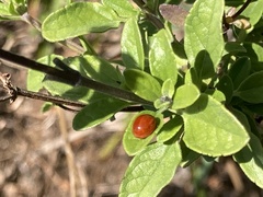 Cycloneda polita