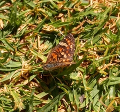 Phyciodes pallescens