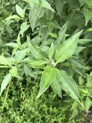 Prostanthera petraea
