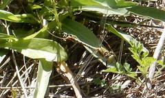 Arigomphus lentulus