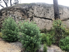 Prostanthera petraea