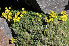 Draba ventosa
