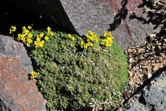 Draba ventosa
