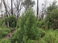 Prostanthera petraea