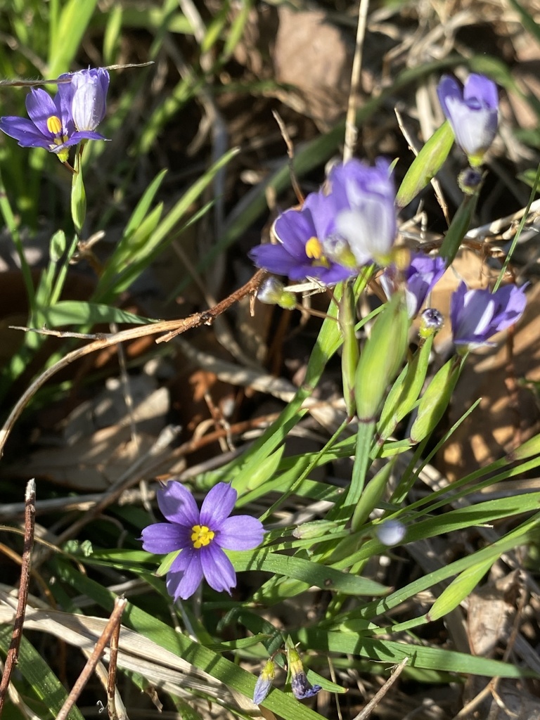 Swordleaf Blueeyed Grass from County Road 217, Nacogdoches, TX, US on