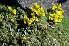 Draba ventosa