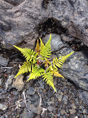 Pityrogramma austroamericana