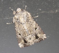 Spodoptera exempta