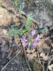 Astragalus crassicarpus
